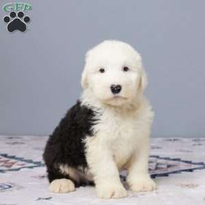 Austin, Old English Sheepdog Puppy